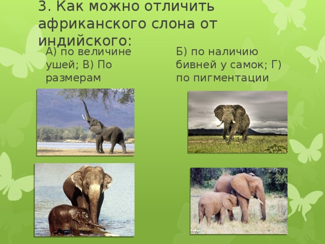 3. Как можно отличить африканского слона от индийского: А) по величине ушей; В) По размерам Б) по наличию бивней у самок; Г) по пигментации 