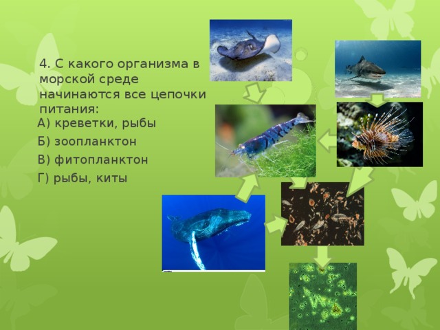 4. С какого организма в морской среде начинаются все цепочки питания: А) креветки, рыбы Б) зоопланктон В) фитопланктон Г) рыбы, киты 