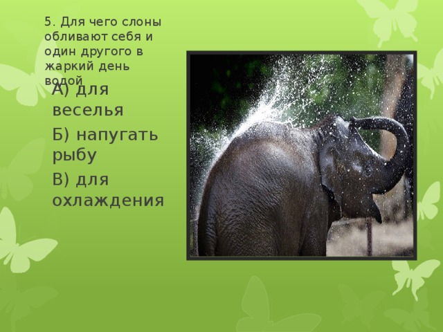 5. Для чего слоны обливают себя и один другого в жаркий день водой А) для веселья Б) напугать рыбу В) для охлаждения 