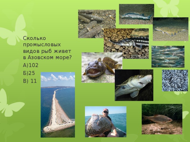 Сколько промысловых видов рыб живет в Азовском море? А)102 Б)25 В) 11 
