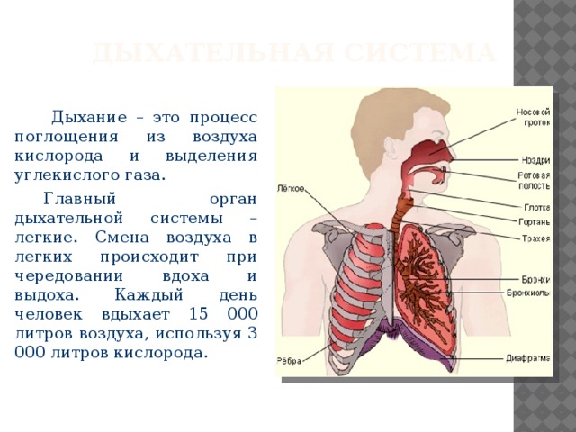 Дыхательная система презентация 4 класс