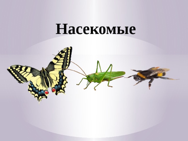Насекомые 