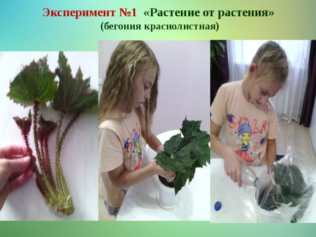 Эксперимент №1 «Растение от растения» (бегония краснолистная) 