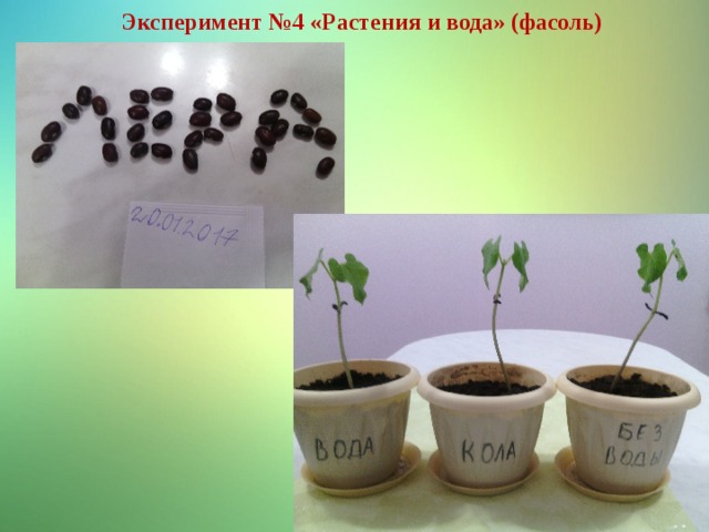 Эксперимент №4 «Растения и вода» (фасоль) 