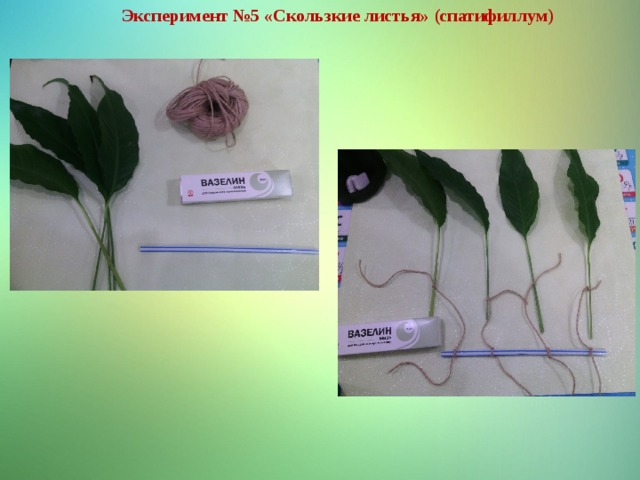 Эксперимент №5 «Скользкие листья» (спатифиллум) 