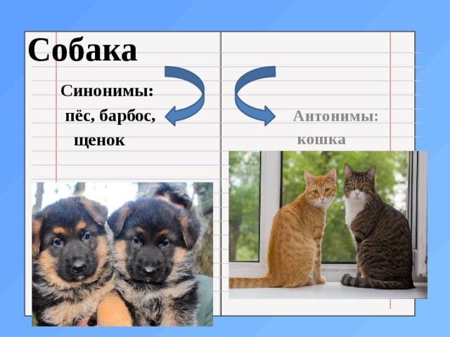 Слово собачонка. Антонимы к слову собака. Синонимы и антонимы к слову собака. Синонимы к слову собака. Синонимы и антонимы к слову кошка.