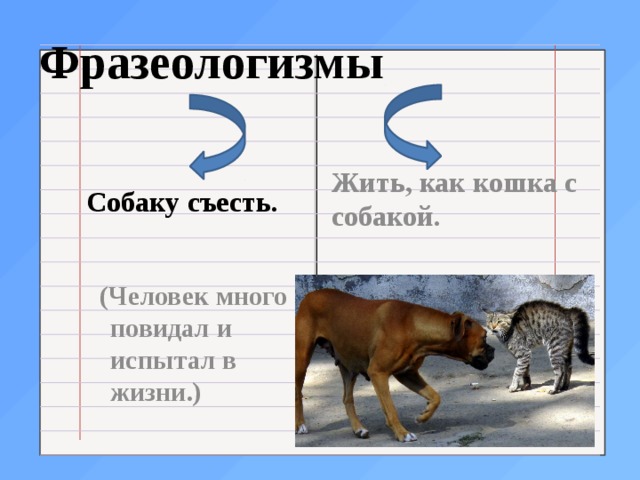 Фразеологизмы со словом собака. Фразеологизмы про собаку. Фразеологизм к слову собака. Фразеологизмы про собаку и их значение.