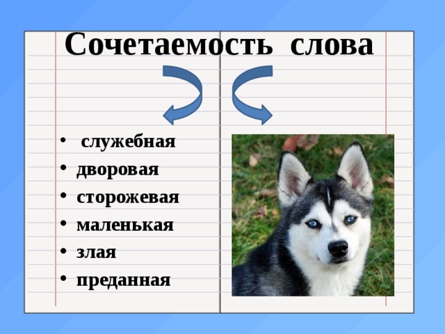 Состав слова собачонку. Сочетаемость со словом собака. Сочетаемость слова со словом собака. Сочетанием ость слова собака. Сочетаемость слова собака 3 класс.