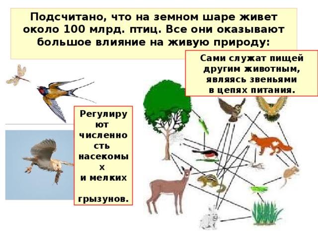 Цепь питания с птицей. Цепь питания птиц. Птицы служат пищей другим животным. Начальным звеном в цепях питания являются. Пищевая цепь тропического леса.