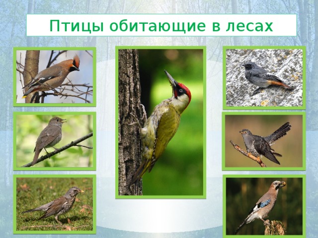 Птицы курского края фото с названиями для детей