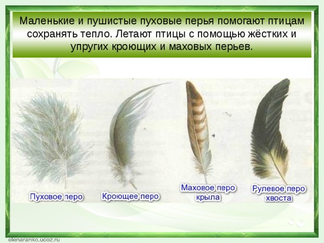 Особенности пухового пера у птиц. Перья птиц. Разновидности перьев.