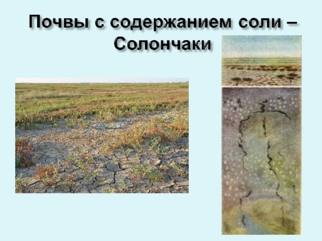 Плодородие солончаков