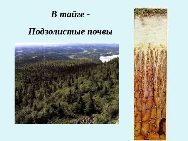 Типы почв тайга и степь. Таежная подзолистая почва. Почвы тайги в России. Подзолистые почвы тайги Северной Америки.