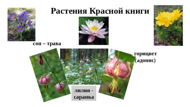  Растения Красной книги  кувшинка сон – трава горицвет (адонис) лилия - саранка 