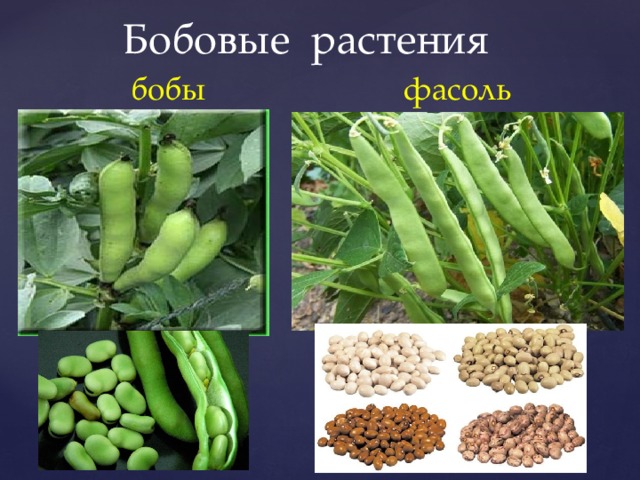 Бобовые растения презентация