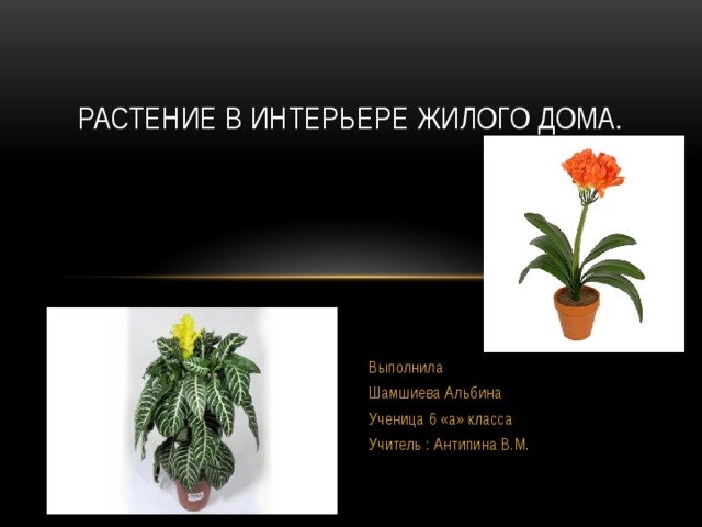 Растение в интерьере жилого дома. Выполнила Шамшиева Альбина Ученица 6 «а» класса Учитель : Антипина В.М.