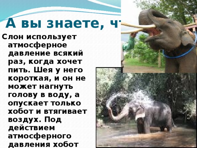 А вы знаете, что… Слон использует атмосферное давление всякий раз, когда хочет пить. Шея у него короткая, и он не может нагнуть голову в воду, а опускает только хобот и втягивает воздух. Под действием атмосферного давления хобот наполняется водой, тогда слон изгибает его и выливает воду в рот. 