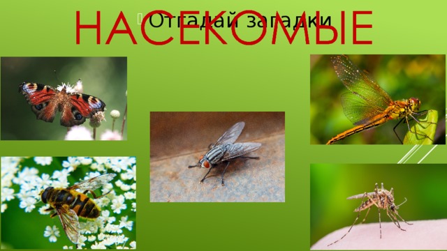 Отгадай загадки 
