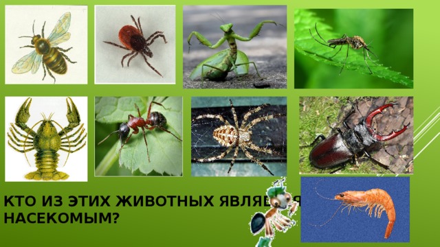 Кто из этих животных является насекомым?    