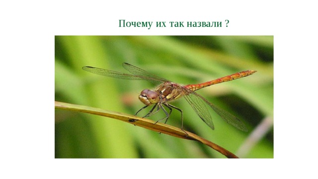 Почему их так назвали ? 