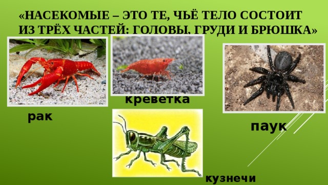 «НАСЕКОМЫЕ – ЭТО ТЕ, ЧЬЁ ТЕЛО СОСТОИТ  ИЗ ТРЁХ ЧАСТЕЙ: ГОЛОВЫ, ГРУДИ И БРЮШКА»   креветка рак паук кузнечик 