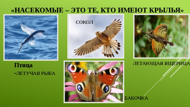 «НАСЕКОМЫЕ – ЭТО ТЕ, КТО ИМЕЮТ КРЫЛЬЯ»   СОКОЛ ЛЕТАЮЩАЯ ЯЩЕРИЦА Птица - ЛЕТУЧАЯ РЫБА БАБОЧКА 