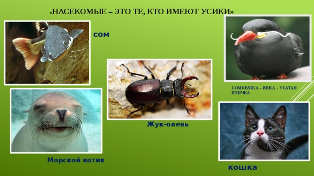 « НАСЕКОМЫЕ – ЭТО ТЕ, КТО ИМЕЮТ УСИКИ» сом СОМКРАЧКА – ИНКА - УСАТАЯ ПТИЧКА    Жук-олень  Морской котик кошка 