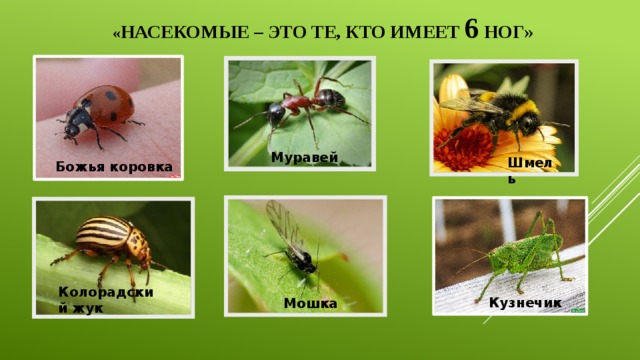 « НАСЕКОМЫЕ – ЭТО ТЕ, КТО ИМЕЕТ 6 НОГ» Муравей Шмель Божья коровка Колорадский жук Кузнечик Мошка  
