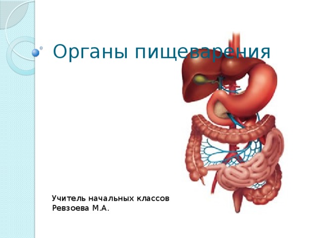 Органы пищеварения Учитель начальных классов Ревзоева М.А. 