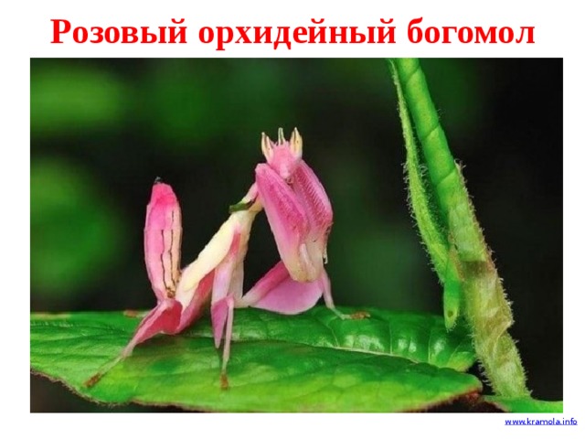 Розовый орхидейный богомол 