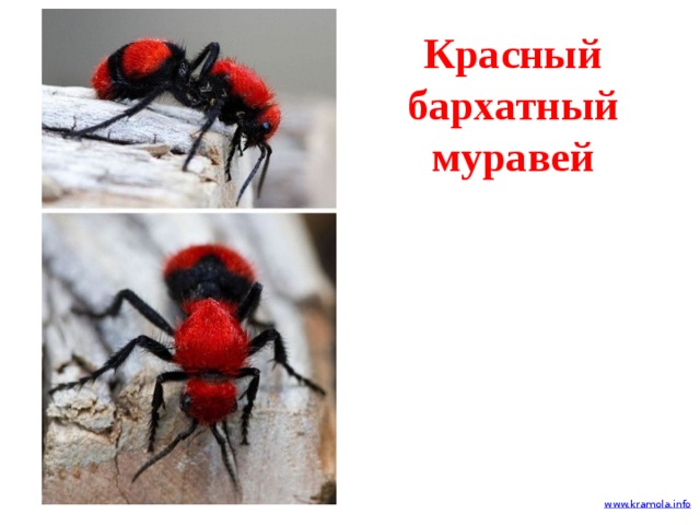 Красный бархатный муравей 