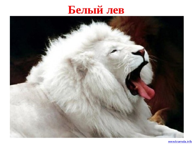 Белый лев 