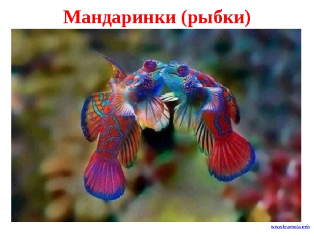 Мандаринки (рыбки) 