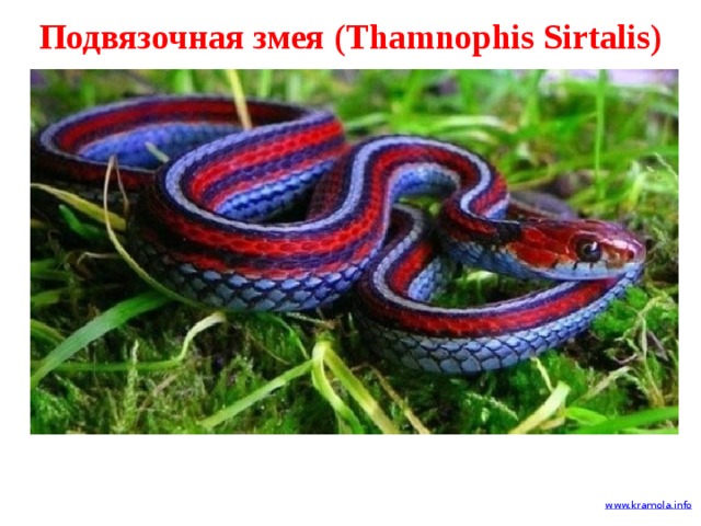 Подвязочная змея (Thamnophis Sirtalis) 
