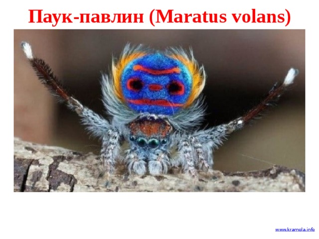 Паук-павлин (Maratus volans) 