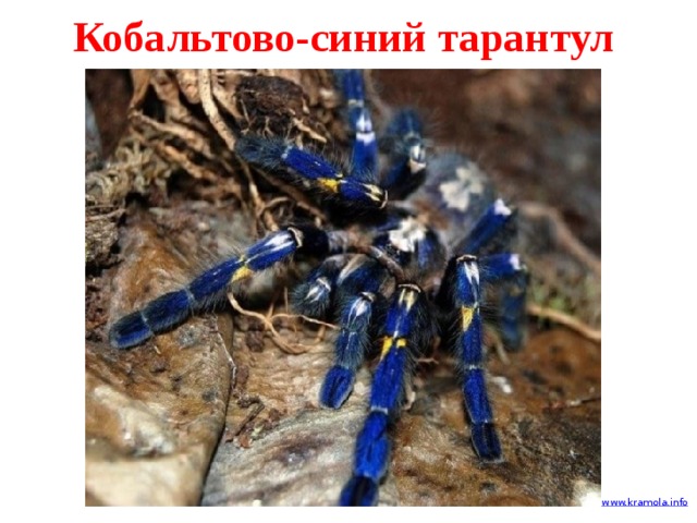 Кобальтово-синий тарантул 