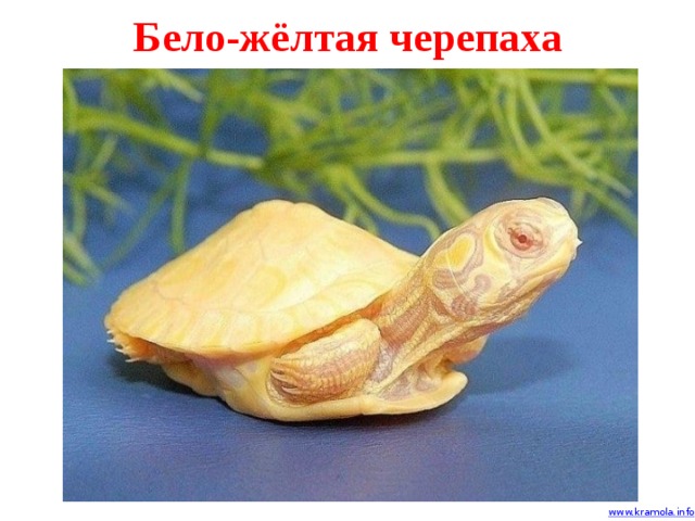 Бело-жёлтая черепаха 