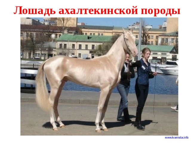 Лошадь ахалтекинской породы 