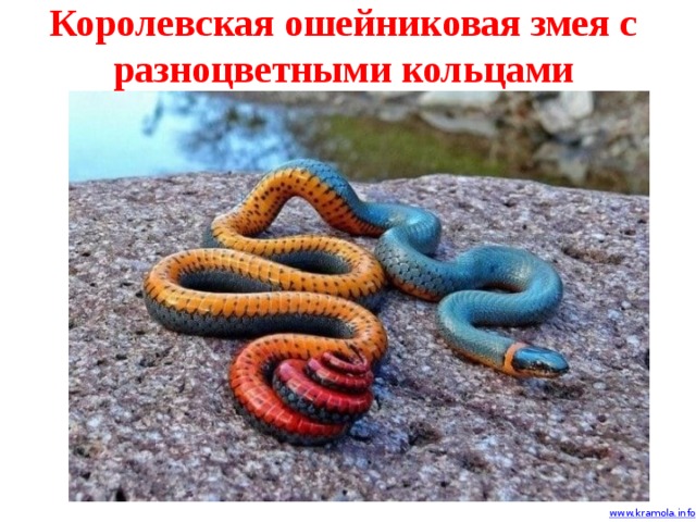 Королевская ошейниковая змея с разноцветными кольцами 