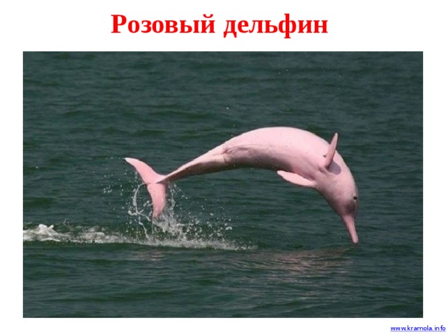 Розовый дельфин 