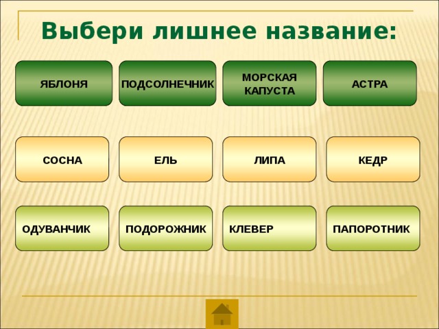 Урок на тему "Разнообразие растений"