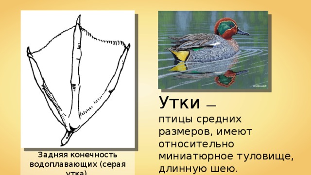 Водоплавающая птица кроссворд тезка приема