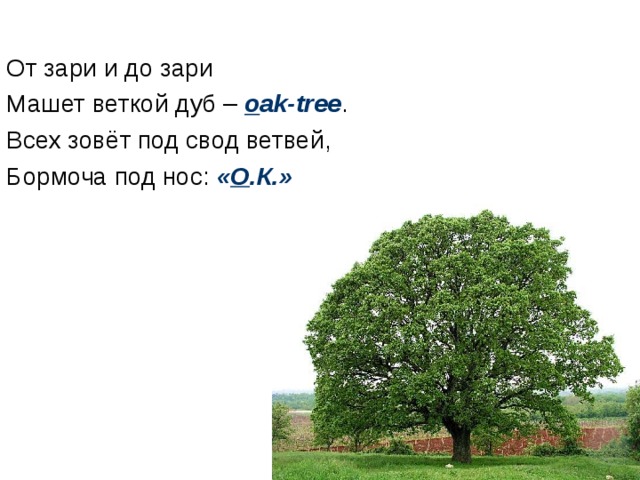 От зари и до зари Машет веткой дуб – o ak-tree . Всех зовёт под свод ветвей, Бормоча под нос: « О .К.» 