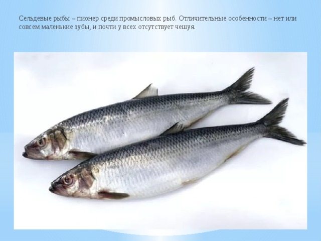 Сельдевые рыбы – пионер среди промысловых рыб. Отличительные особенности – нет или совсем маленькие зубы, и почти у всех отсутствует чешуя. 