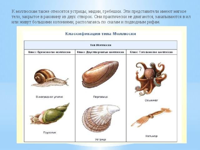 К моллюскам также относятся устрицы, мидии, гребешки. Эти представители имеют мягкое тело, закрытое в раковину из двух створок. Они практически не двигаются, закапываются в ил или живут большими колониями, располагаясь по скалам и подводным рифам. 