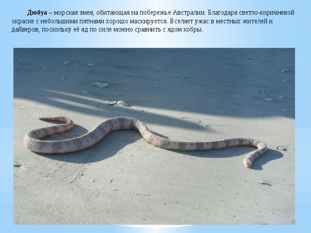  Дюбуа – морская змея, обитающая на побережье Австралии. Благодаря светло-коричневой окраске с небольшими пятнами хорошо маскируется. Вселяет ужас в местных жителей и дайверов, поскольку её яд по силе можно сравнить с ядом кобры. 