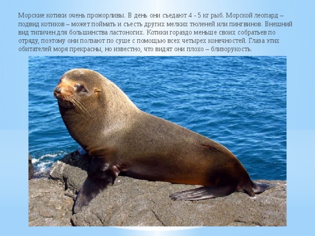 Морские котики очень прожорливы. В день они съедают 4 - 5 кг рыб. Морской леопард – подвид котиков – может поймать и съесть других мелких тюленей или пингвинов. Внешний вид типичен для большинства ластоногих. Котики гораздо меньше своих собратьев по отряду, поэтому они ползают по суше с помощью всех четырех конечностей. Глаза этих обитателей моря прекрасны, но известно, что видят они плохо – близорукость. 