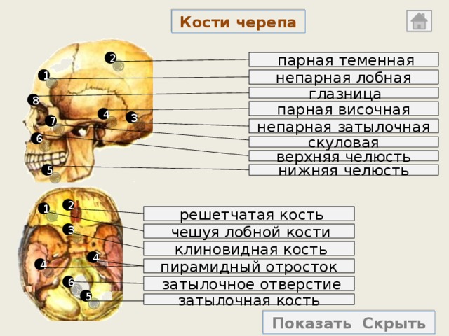 Непарной костью мозгового отдела черепа является. Кости мозгового черепа парные и непарные. Парные кости лицевого черепа.