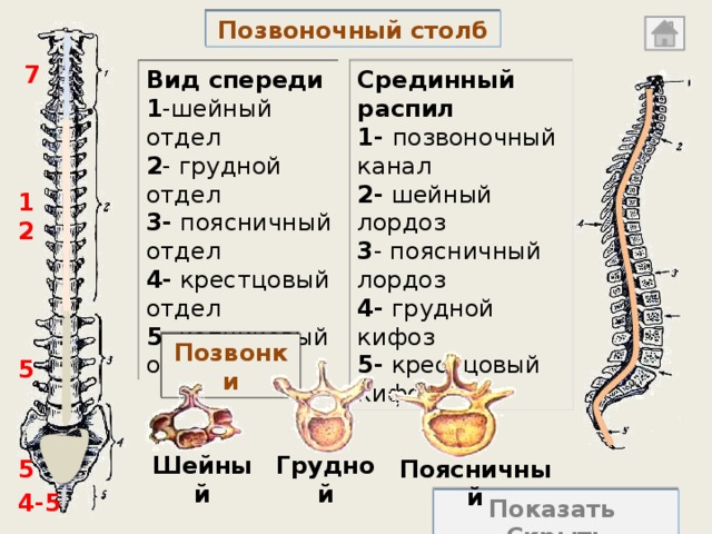 Лордозы на рисунке обозначены цифрами
