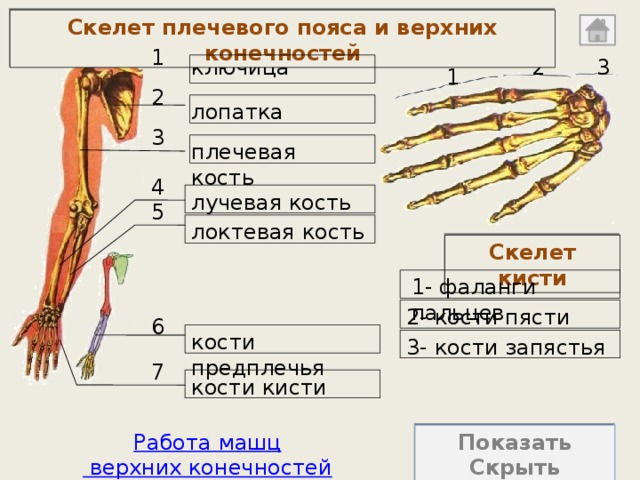 Какой буквой на рисунке обозначено предплечье